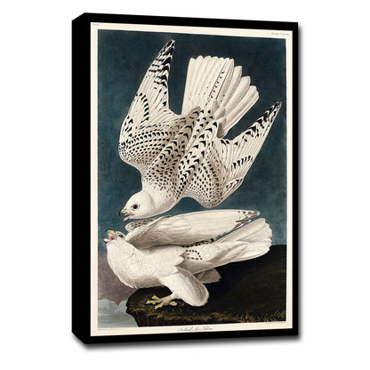 Iceland or Jer Falcon by John J. Audubon