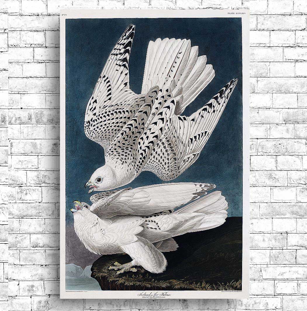 Iceland or Jer Falcon by John J. Audubon