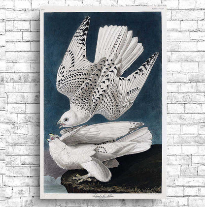 Iceland or Jer Falcon by John J. Audubon