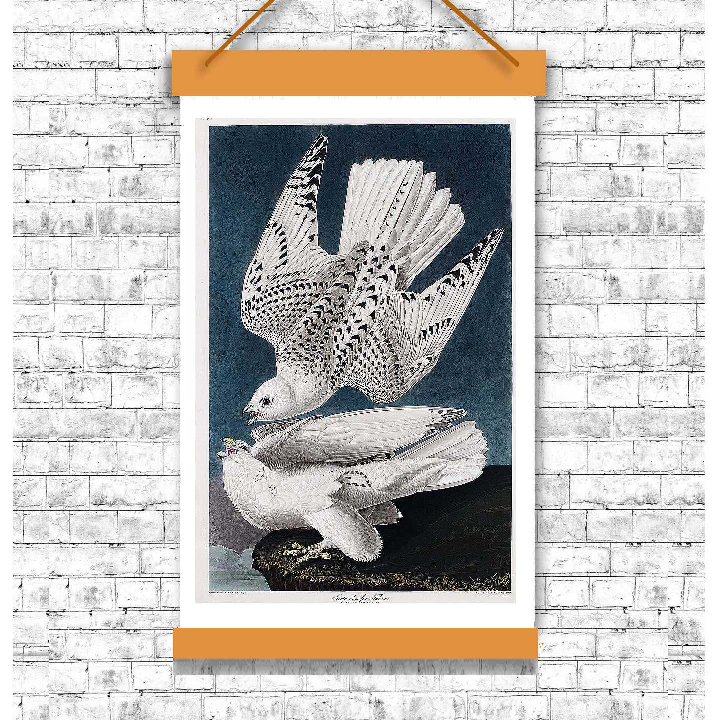 A printed artwork depicting two white birds, likely a pair of falcons, with detailed feather patterns against a dark background, framed in a simple black frame.
