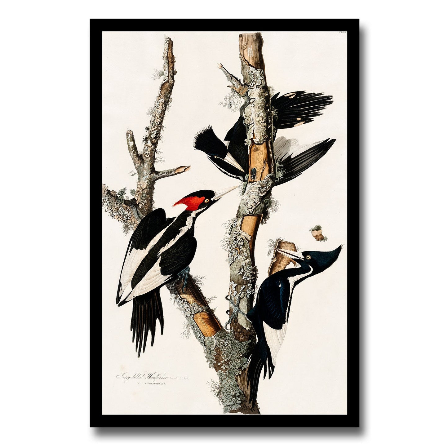 Ivory-billed Woodpecker by John J. Audubon