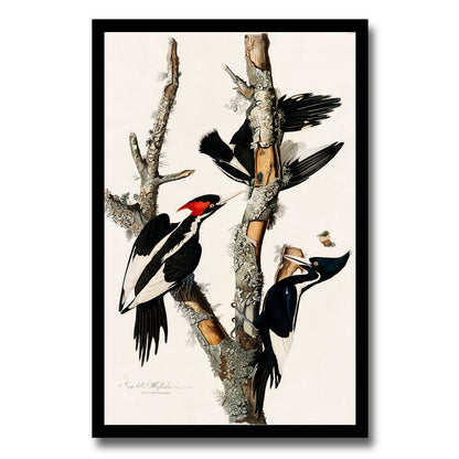 Ivory-billed Woodpecker by John J. Audubon