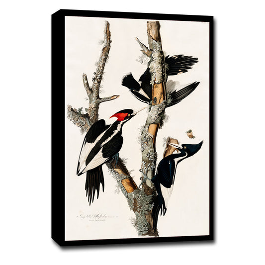 Ivory-billed Woodpecker by John J. Audubon