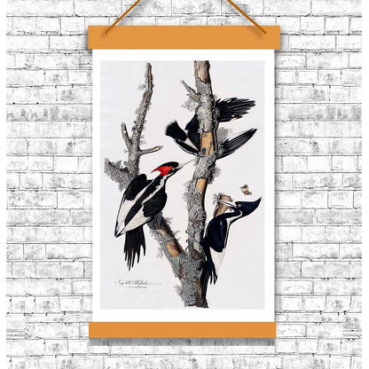 A framed print depicting an ivory-billed woodpecker by John J. Audubon, showing the bird in flight with a clear background.
