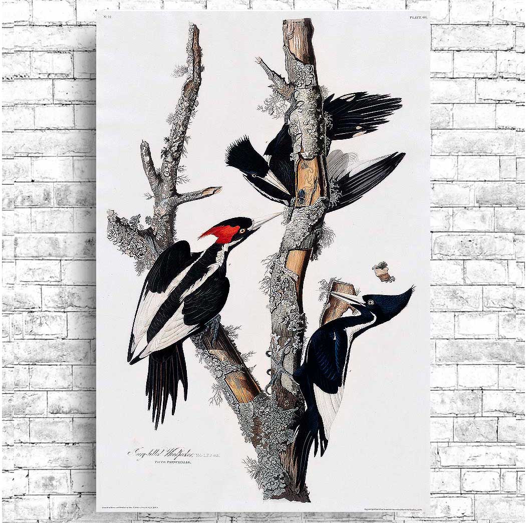 Ivory-billed Woodpecker by John J. Audubon