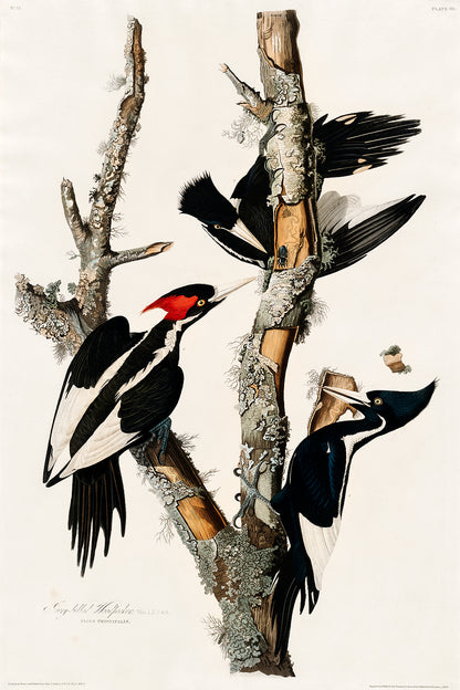 A framed print depicting an ivory-billed woodpecker by John J. Audubon, showing the bird in flight with a clear background.