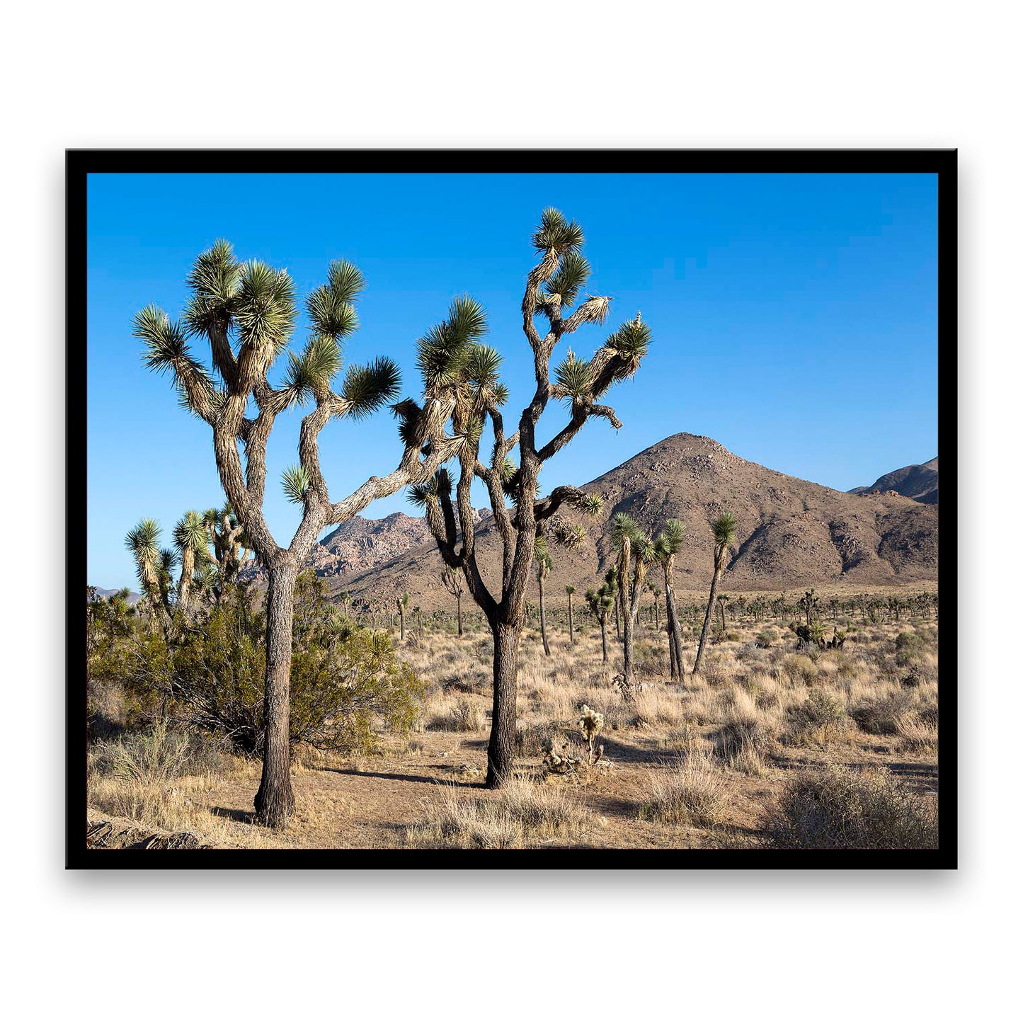 Joshua-Tree-National-Park  | Choose Style | Size & Trim Color