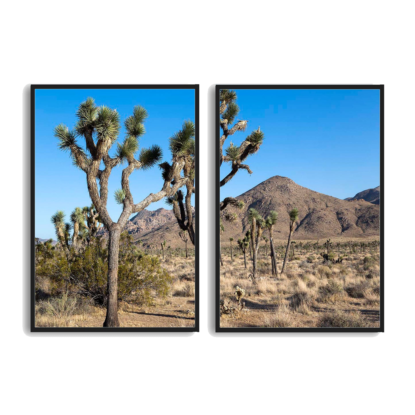 Joshua-Tree-National-Park  | Choose Style | Size & Trim Color