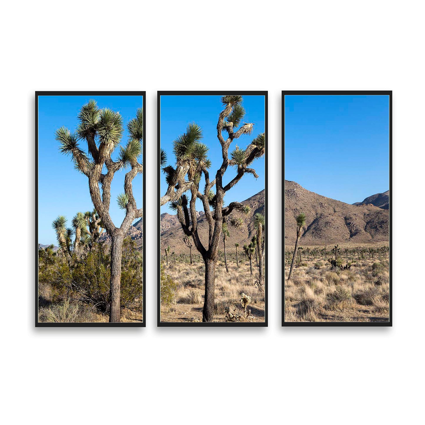 Joshua-Tree-National-Park  | Choose Style | Size & Trim Color