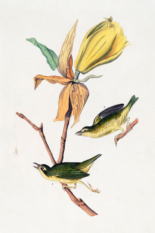 Kentucky Fly-catching Warbler (1830s) by John James Audubon