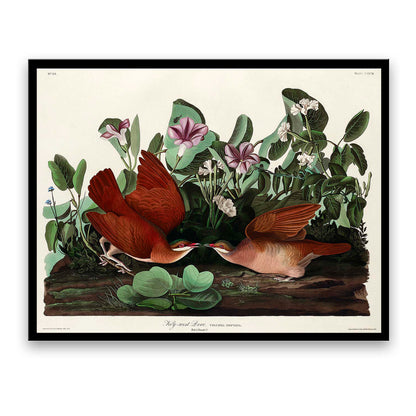 Key-west Dove by John J. Audubon  | Choose Style | Size & Trim Color
