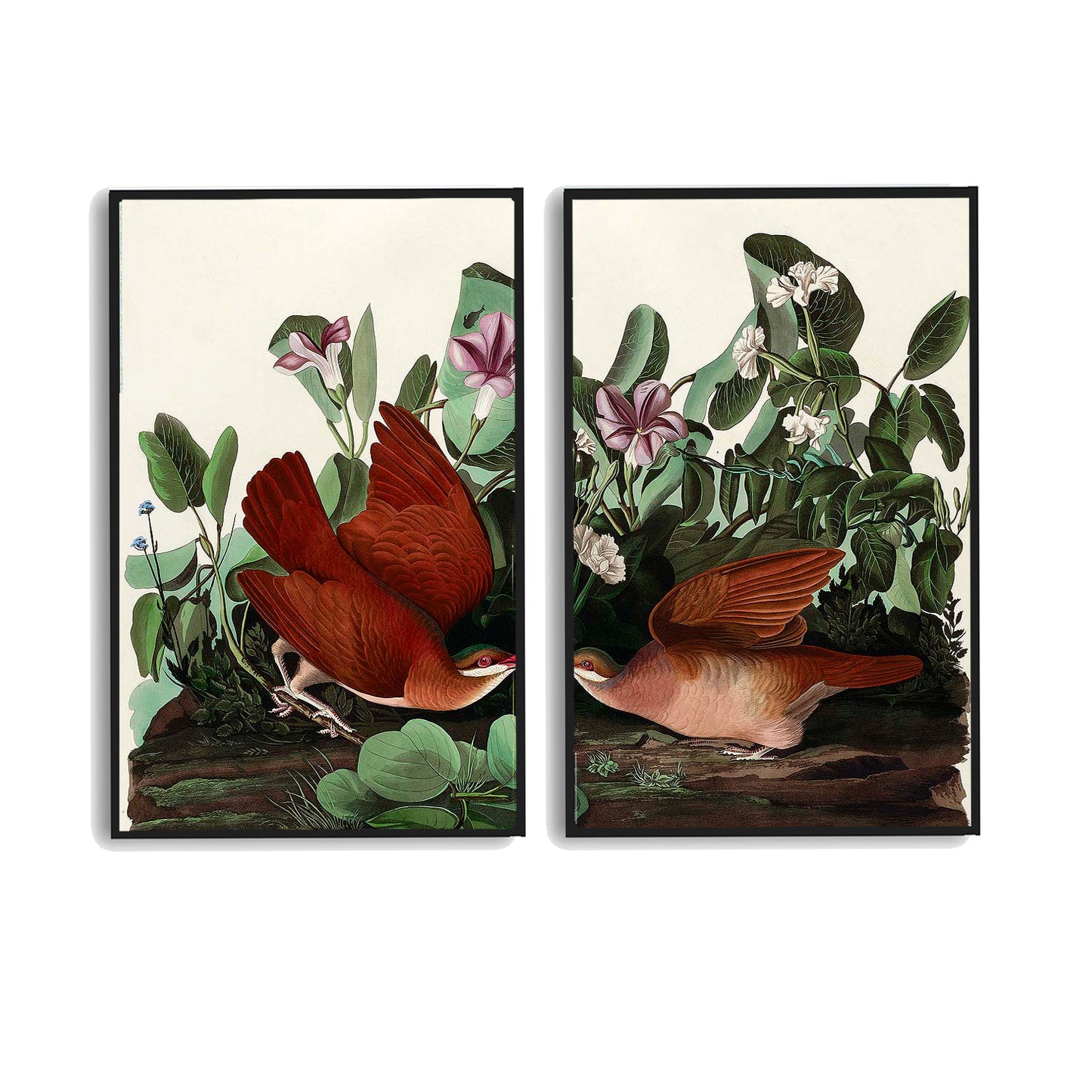 Key-west Dove by John J. Audubon  | Choose Style | Size & Trim Color