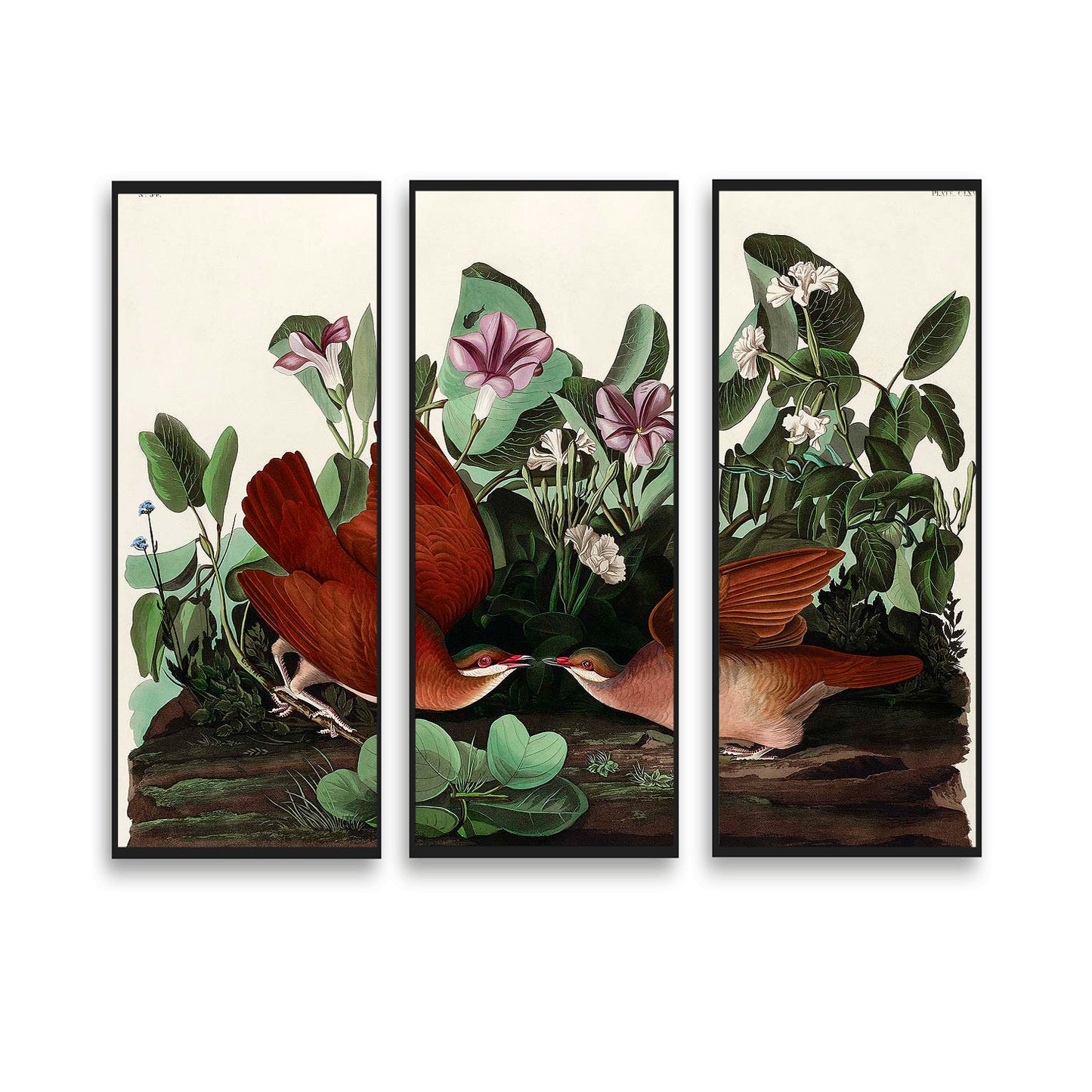 Key-west Dove by John J. Audubon  | Choose Style | Size & Trim Color