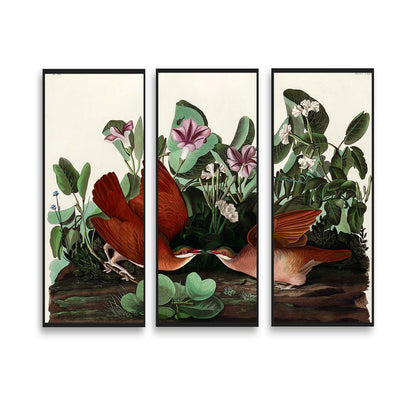 Key-west Dove by John J. Audubon  | Choose Style | Size & Trim Color