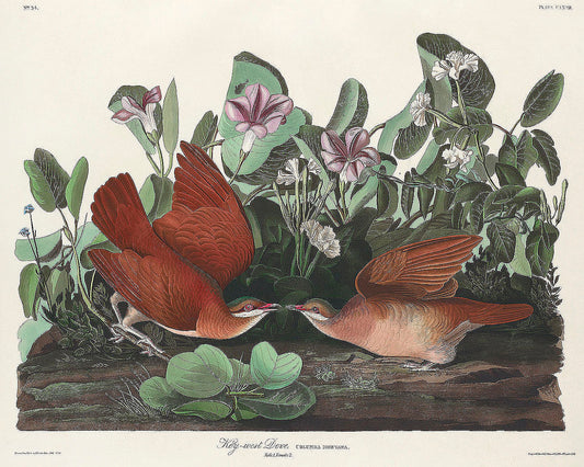 Key-west Dove from Birds of America (1827) by John James Audubon