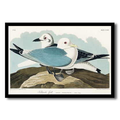 Large billed Puffin by John J. Audubon