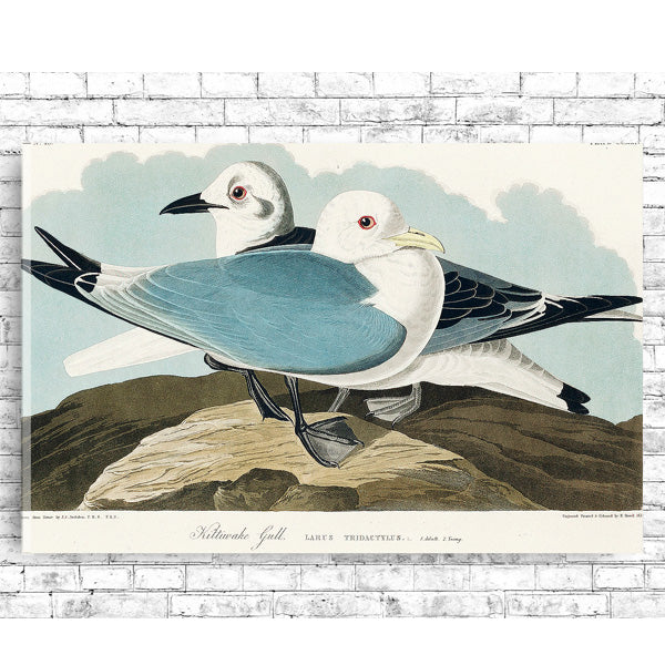 A printed art piece featuring two gulls sitting on a rock, with a black frame around it.