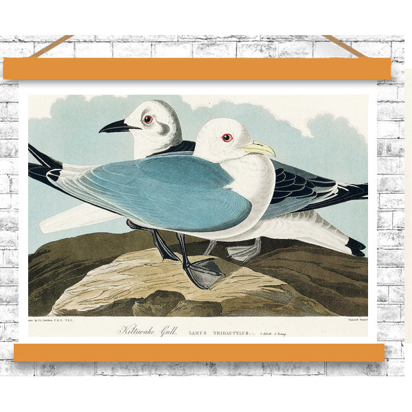 Kittiwake Gull by John J. Audubon
