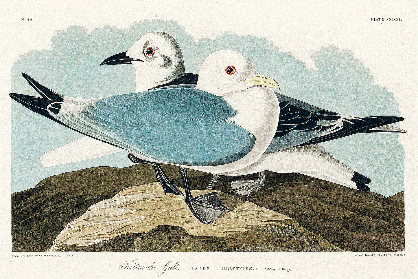 A printed art piece featuring two gulls sitting on a rock, with a black frame around it.