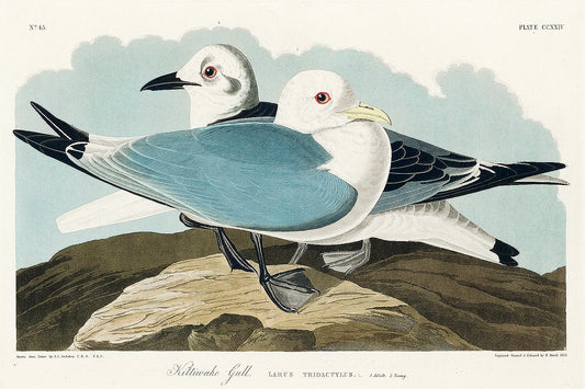 A printed art piece featuring two gulls sitting on a rock, with a black frame around it.