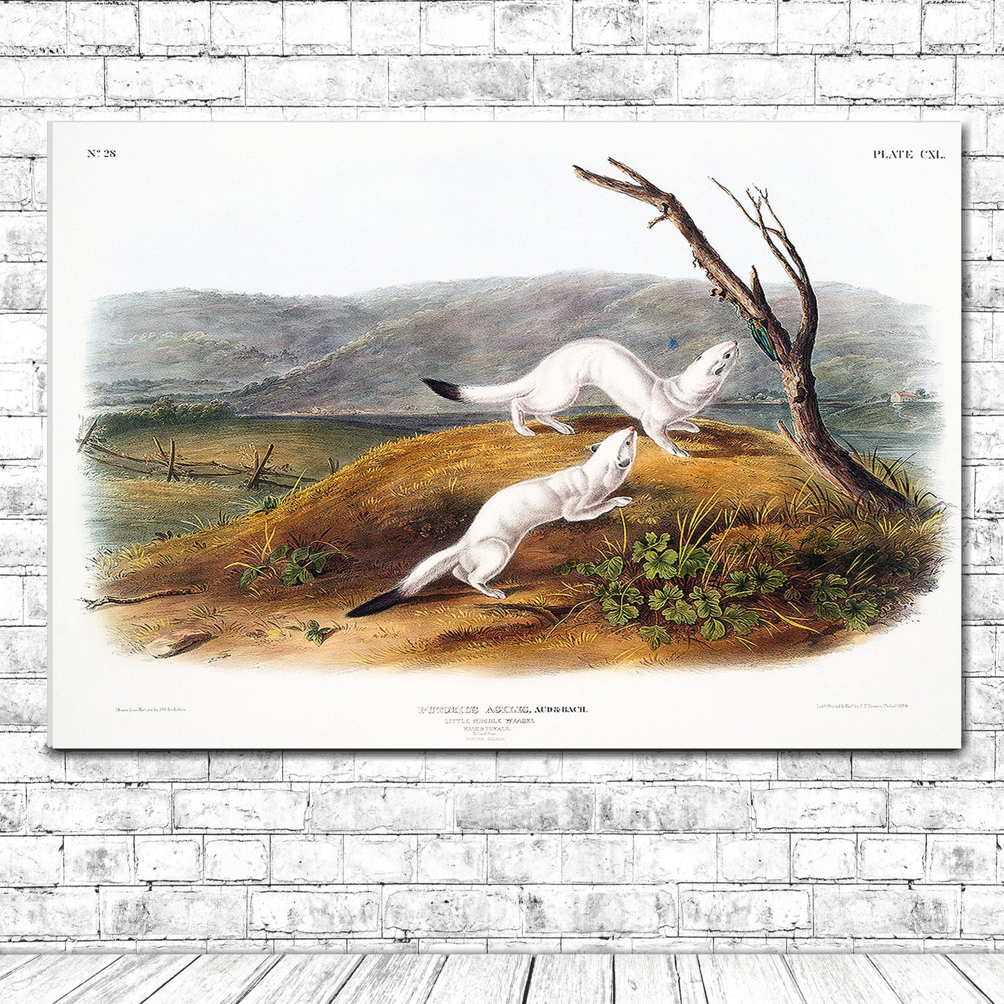A framed print depicting two weasels in a natural landscape setting, colored illustration.