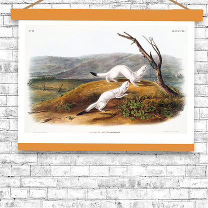 Little Nimble Weasel by John J. Audubon