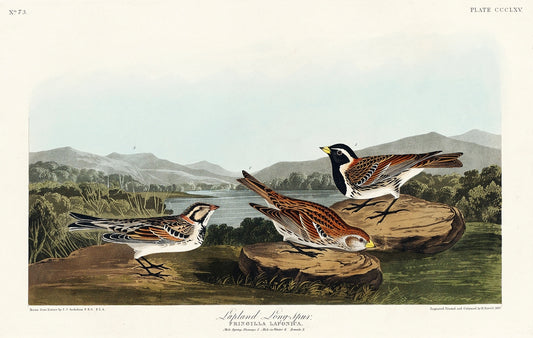 Lapland Long-spur from Birds of America (1827) by John James Audubon