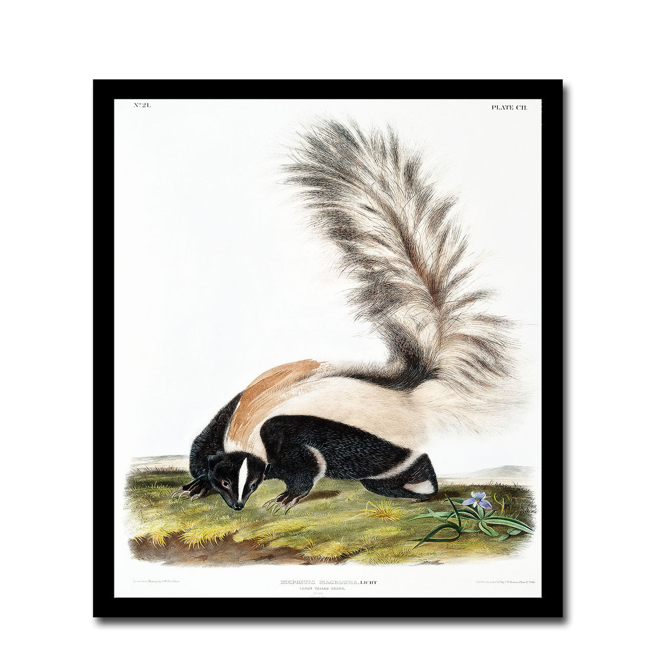 Orange-bellied Squirrel by John J. Audubon
