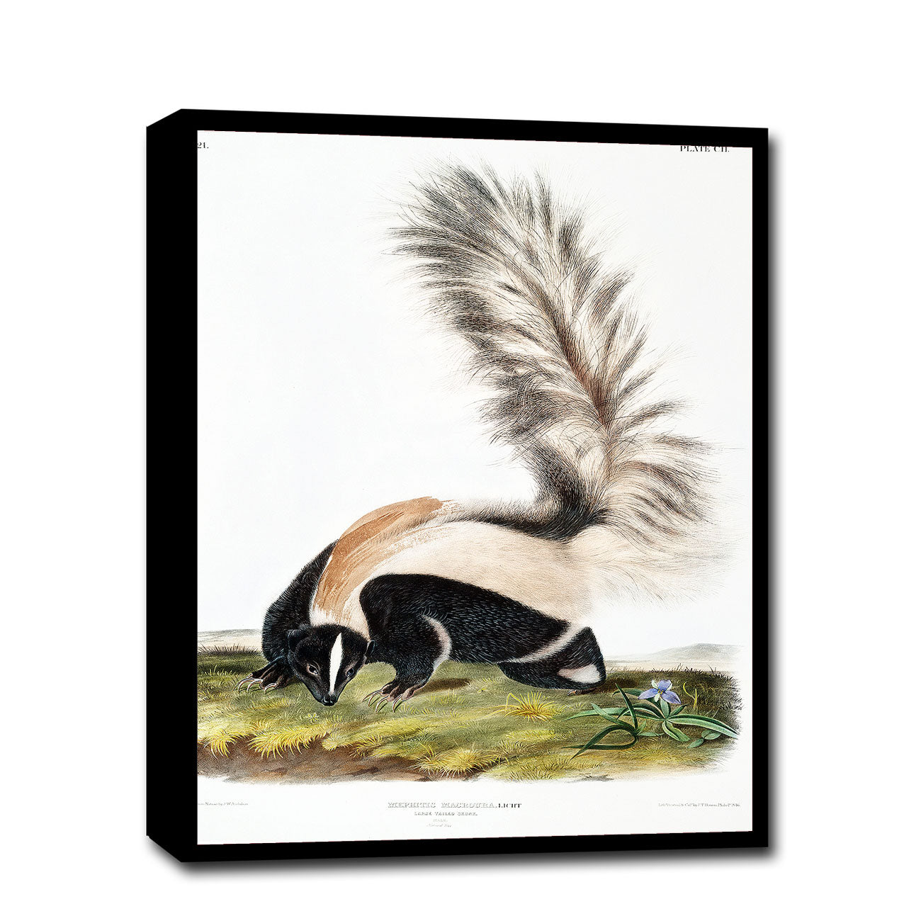 A framed print of a skunk, featuring a black, white, and gray animal on a colorful background, resembling a classical animal illustration style.