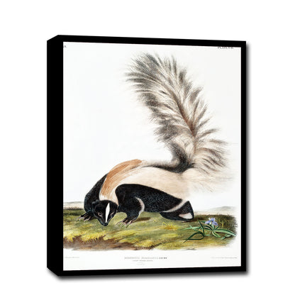 A framed print of a skunk, featuring a black, white, and gray animal on a colorful background, resembling a classical animal illustration style.