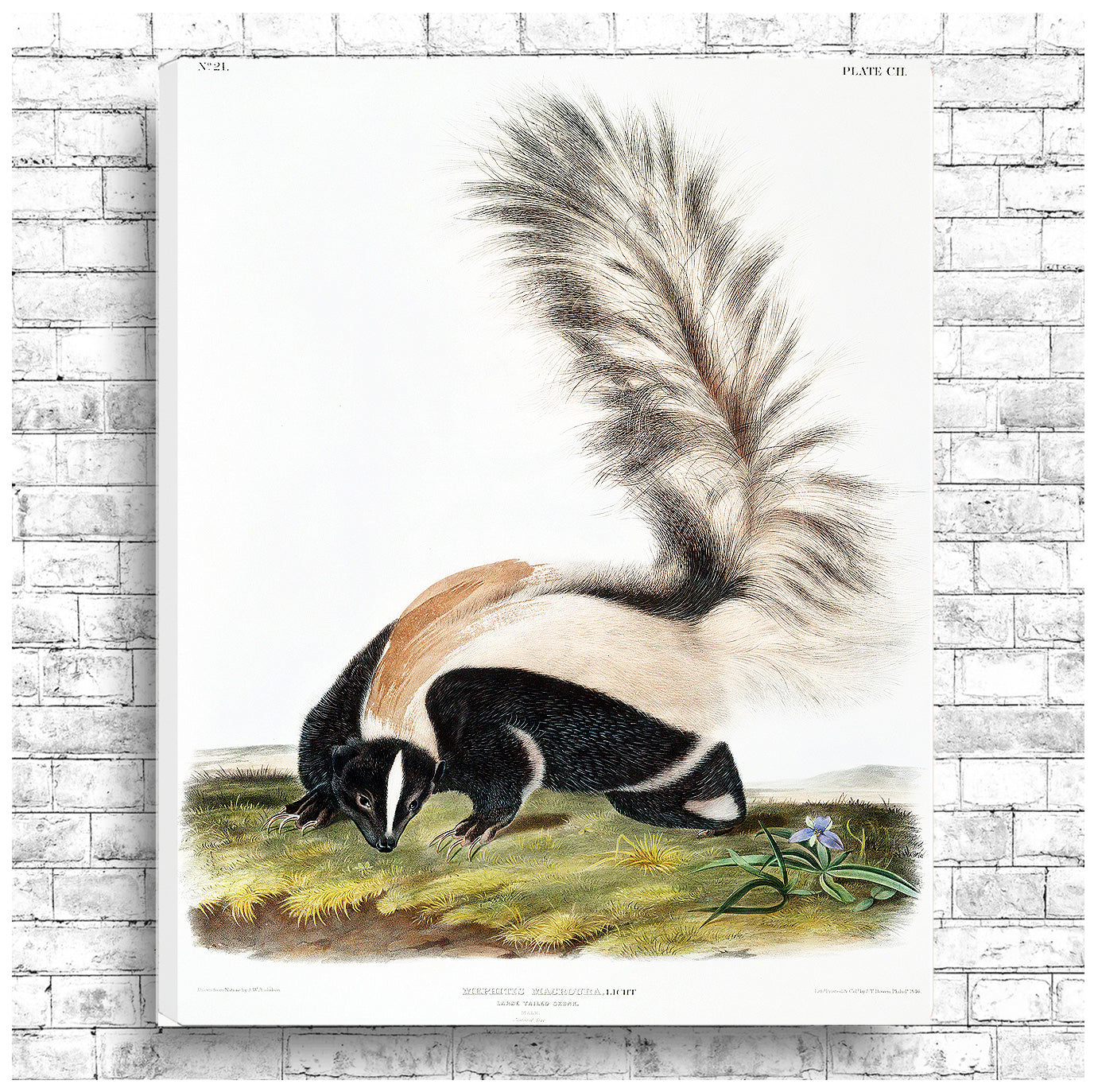 Large-tailed Skunk by John J. Audubon