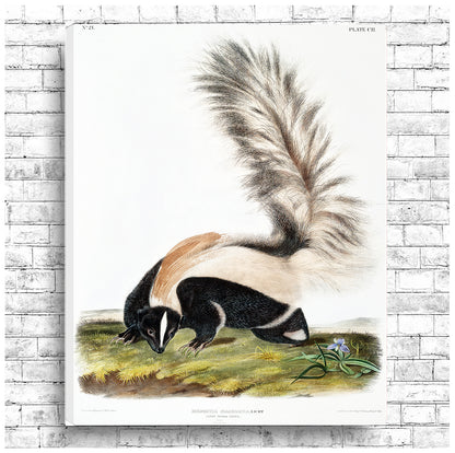 Large-tailed Skunk by John J. Audubon