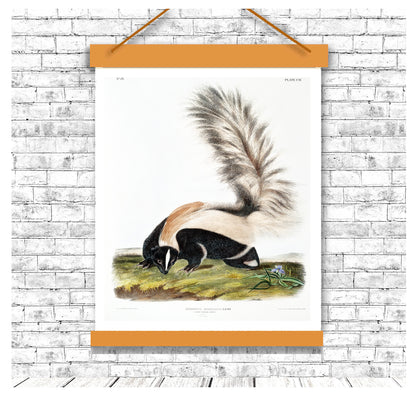 Large-tailed Skunk by John J. Audubon
