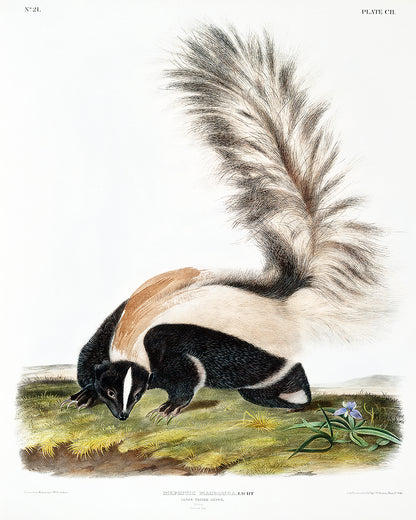 A framed print of a skunk, featuring a black, white, and gray animal on a colorful background, resembling a classical animal illustration style.