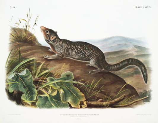 Large-tailed Spermophile (Spermophilus macrourus) by John James Audubon