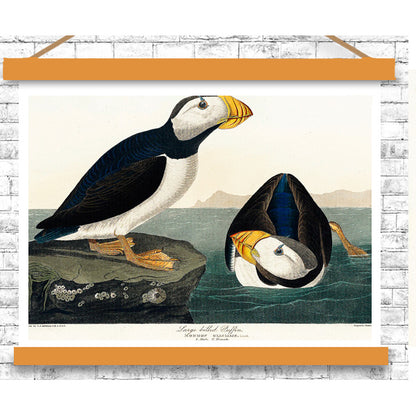 Large billed Puffin by John J. Audubon