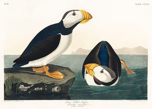 Large billed Puffin from Birds of America (1827) by John James Audubon