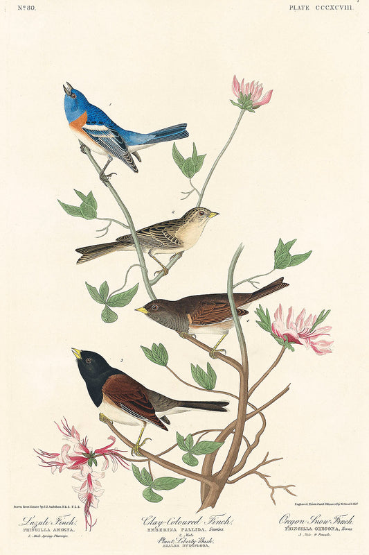 Lazuli Finch, Clay-coloured Finch, Oregon Snow Finch by John James Audubon