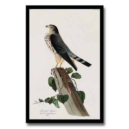 Le Petit Caporal by John J. Audubon