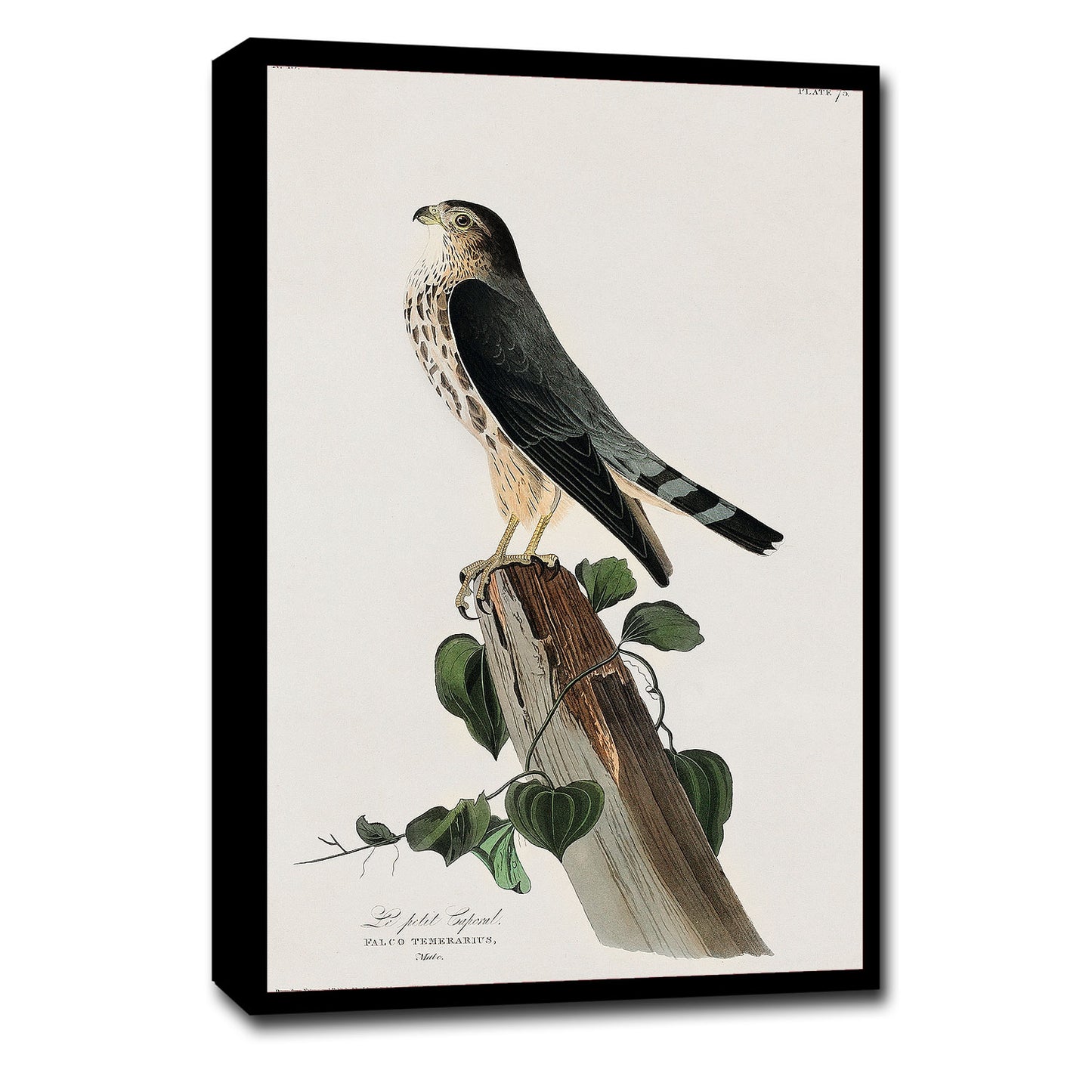 Le Petit Caporal by John J. Audubon