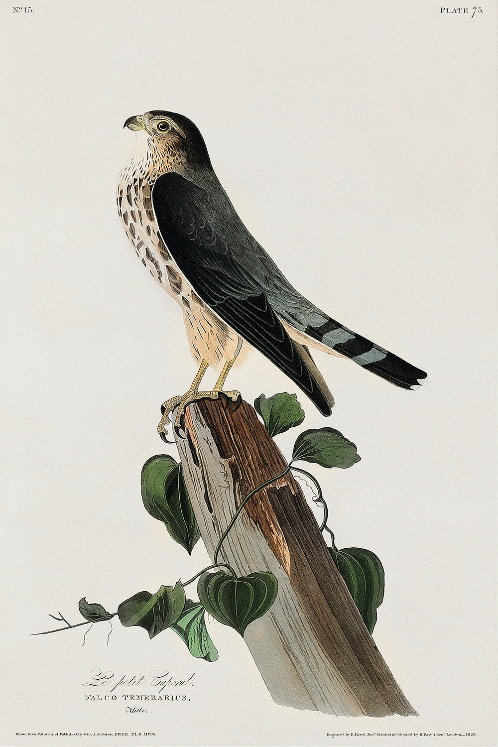 A framed print of a bird perched on a stump with decorative boards around the border.