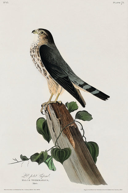 A framed print of a bird perched on a stump with decorative boards around the border.