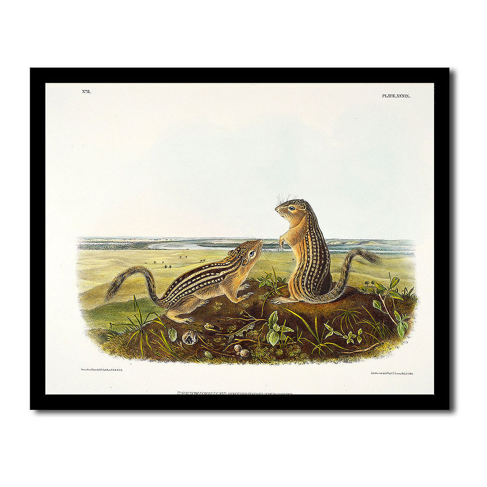 Lepus Aquaticus by John J. Audubon