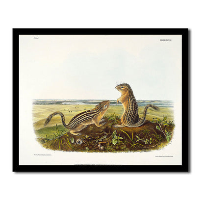 Leopard Spermophile by John J. Audubon