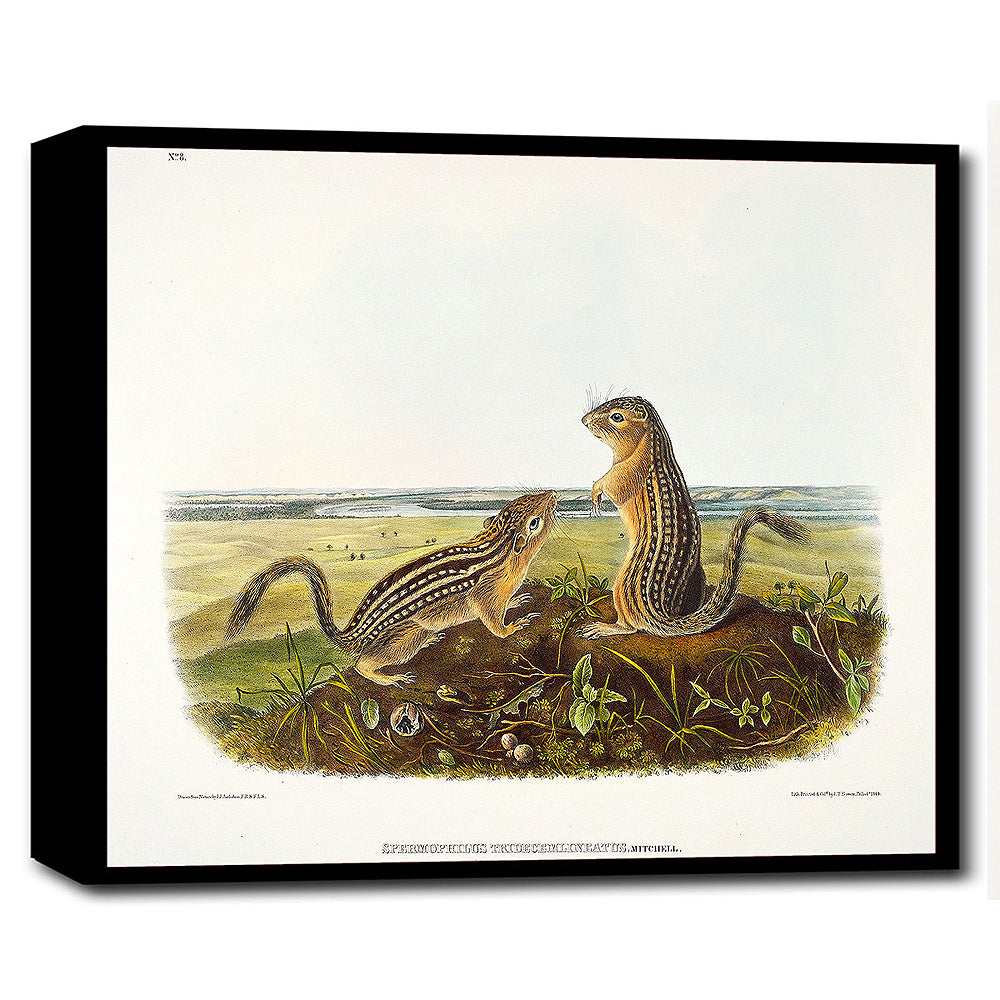 A framed print depicting two squirrels on a piece of acid-free paper or canvas, with a decorative black border.