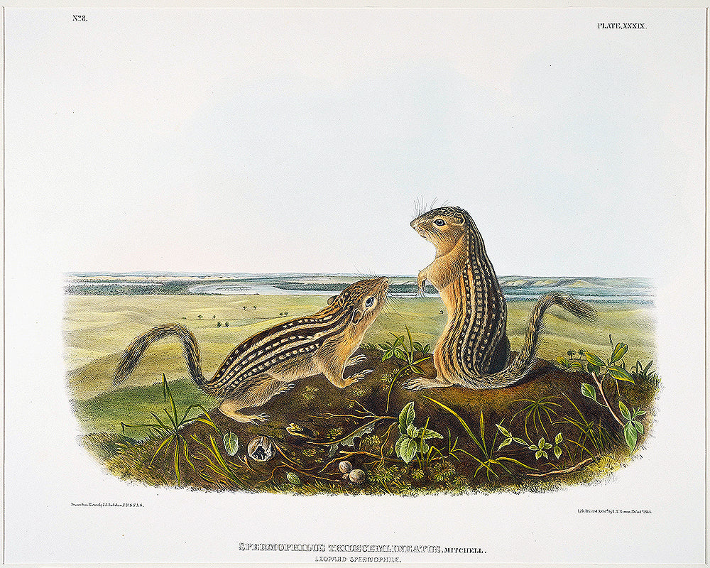 Leopard Spermophile by John J. Audubon