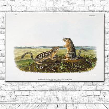 Leopard Spermophile by John J. Audubon