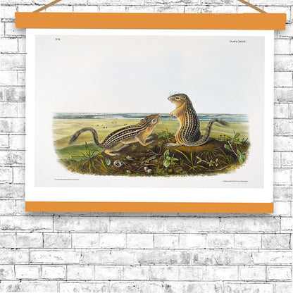 Leopard Spermophile by John J. Audubon