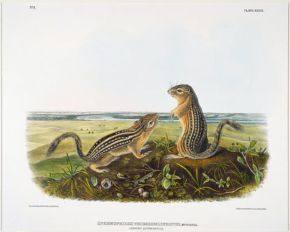 A framed print depicting two squirrels on a piece of acid-free paper or canvas, with a decorative black border.