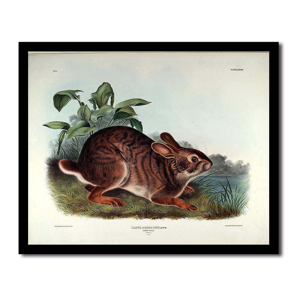 Lepus Aquaticus by John J. Audubon